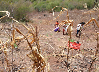Unos 2 millones de hondureños se verán afectados por inseguridad alimentaria este año, según la FENAGH