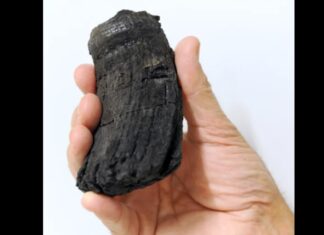 Hallan en los Alpes suizos el mayor diente de dinosaurio marino del mundo