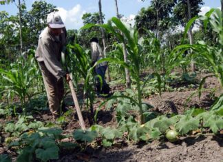 El gobierno reactiva el Consejo de Desarrollo Agropecuario como medida para impulsar el sector