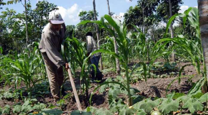 El gobierno reactiva el Consejo de Desarrollo Agropecuario como medida para impulsar el sector