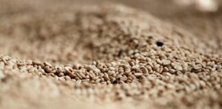 Honduras vende 723,2 millones dólares en café, 62,4 % más que el ciclo pasado