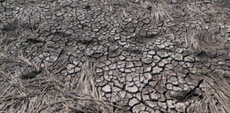 El cambio climático aumenta condiciones para incendios en Honduras, dice experto