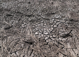 El cambio climático aumenta condiciones para incendios en Honduras, dice experto