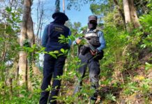 Autoridades policiales incautan 10 mil arbustos de coca en Omoa, Cortés