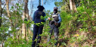 Autoridades policiales incautan 10 mil arbustos de coca en Omoa, Cortés