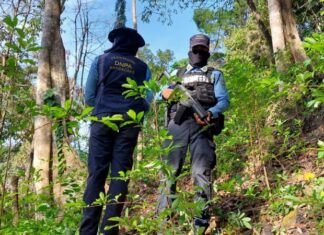 Autoridades policiales incautan 10 mil arbustos de coca en Omoa, Cortés