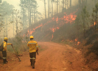 Unos 600 incendios se han producido en Honduras afectando 37 mil hectáreas de bosque