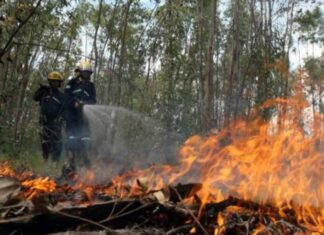 Advierten que denunciarán toda forma de deforestación e incendios en el bosque hondureño