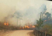 Los incendios forestales han afectado 25.526 hectáreas en Honduras este año