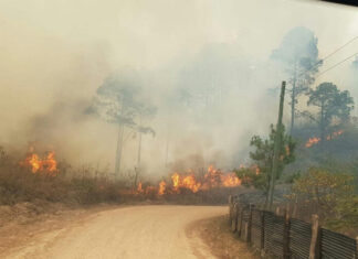 Los incendios forestales han afectado 25.526 hectáreas en Honduras este año