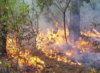 Francisco Morazán registra 128 incendios forestales activos, según el ICF
