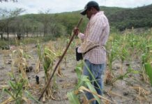 Honduras debe unir esfuerzos para resolver la crisis alimentaria, según expertos