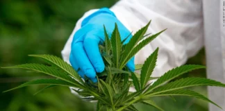 Esta es la diferencia entre el cannabis y la marihuana