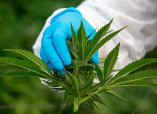 Esta es la diferencia entre el cannabis y la marihuana