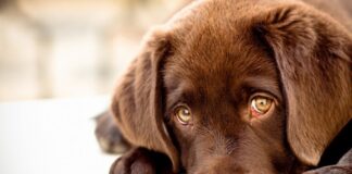 La ciencia descubre el misterio tras la irresistible mirada de los perros