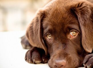 La ciencia descubre el misterio tras la irresistible mirada de los perros