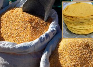 A dos lempiras se cotizaría cada tortilla en las próximas semanas ante alza en precio del maíz