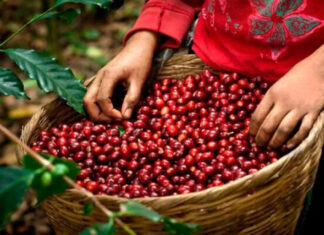 Honduras vende más de mil millones de dólares en café, un 40 % más que el ciclo pasado