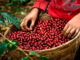 Honduras vende más de mil millones de dólares en café, un 40 % más que el ciclo pasado