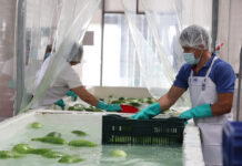 Las exportaciones de mercancías generales registraron un alza del 35.3% en el primer trimestre del año