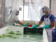 Las exportaciones de mercancías generales registraron un alza del 35.3% en el primer trimestre del año