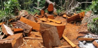 El Ministerio Público pone en marcha la Operación Gaia IV para contrarrestar delitos ambientales