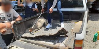 Encuentran más de 500 libras de droga en el compartimiento falso de vehículo en el Caribe de Honduras