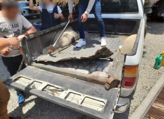 Encuentran más de 500 libras de droga en el compartimiento falso de vehículo en el Caribe de Honduras
