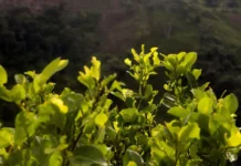 La Policía de Honduras ha destruido unos 550.000 arbustos de coca en 2022