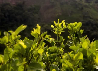 La Policía de Honduras ha destruido unos 550.000 arbustos de coca en 2022