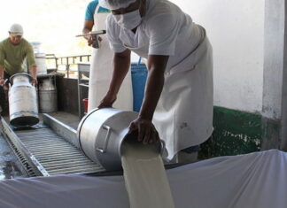 Productores de leche en Olancho paralizan las entregas a las plantas procesadoras