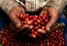 De 4,500 millones de lempiras será el beneficio a productores de café con la eliminación del Impuesto Sobre Ventas