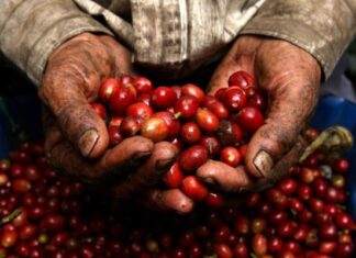 De 4,500 millones de lempiras será el beneficio a productores de café con la eliminación del Impuesto Sobre Ventas