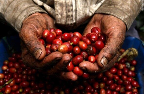 Descartan implementar impuestos a productores de café