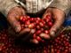 Descartan implementar impuestos a productores de café