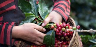 El CN ratifica el acuerdo para la exoneración del pago del ISV a los cafetaleros