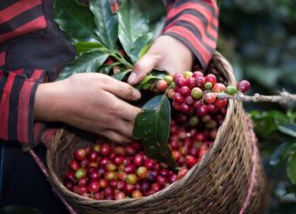 El CN ratifica el acuerdo para la exoneración del pago del ISV a los cafetaleros