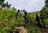 Policía Nacional erradica 17 mil plantas de presunta hoja de coca y dos viveros en Colón