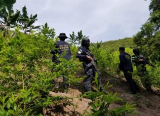 Policía Nacional erradica 17 mil plantas de presunta hoja de coca y dos viveros en Colón
