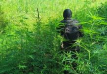 Fuerzas Armadas aseguran nueva plantación de droga en Colón