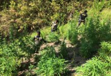 Las FFAA aseguran cuatro manzanas de plantaciones de marihuana en Colón