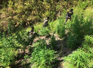 Las FFAA aseguran cuatro manzanas de plantaciones de marihuana en Colón