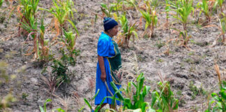 Gobierno de Honduras destinará 8 mil millones de lempiras para combatir la inseguridad alimentaria