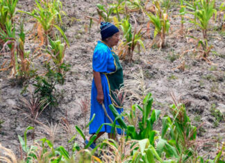 Gobierno de Honduras destinará 8 mil millones de lempiras para combatir la inseguridad alimentaria