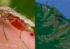 Aumenta el número de casos de malaria en el departamento de Gracias a Dios