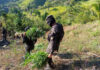 Aseguran más de 4500 plantas de marihuana en Colón