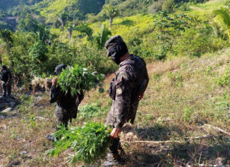 Aseguran más de 4500 plantas de marihuana en Colón