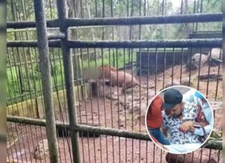 Hombre que fue mordido por un león en el zoológico de El Picacho podría perder su brazo izquierdo