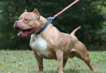 Bajo ordenanza municipal buscan regular la tenencia de perros en Valle de Ángeles