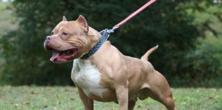 Bajo ordenanza municipal buscan regular la tenencia de perros en Valle de Ángeles